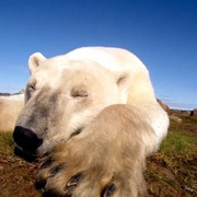 北极熊：一个夏天的奥德赛 Polar Bears:  A Summer Odyssey