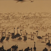红色翅膀：火烈鸟故事 The Crimson Wing: Mystery of the Flamingos