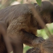 点击查看图片 狂野巴西 Wild Brazil