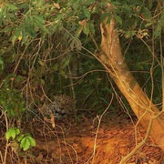 点击查看图片 狂野巴西 Wild Brazil