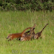 点击查看图片 狂野巴西 Wild Brazil