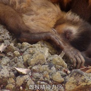 点击查看图片 狂野巴西 Wild Brazil