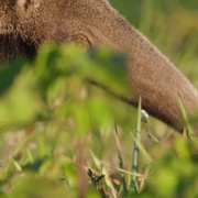 点击查看图片 狂野巴西 Wild Brazil