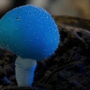 神奇的真菌 Fantastic Fungi