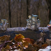 神奇的真菌 Fantastic Fungi