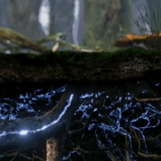 神奇的真菌 Fantastic Fungi