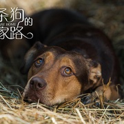 一条狗的回家路 A Dog's Way Home