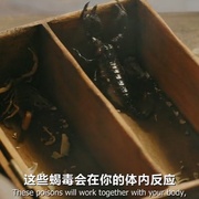 暴力执法 Force of Execution