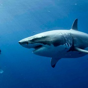鲨海 47 Meters Down