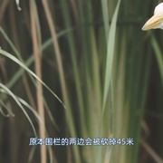 观鸟者 Birders