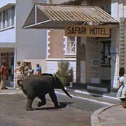 点击查看图片 哈泰利 Hatari!