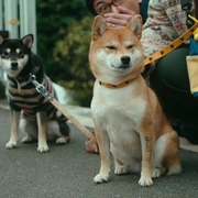 柴犬公园 柴公園
