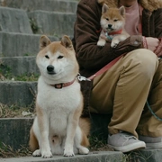 柴犬公园 柴公園