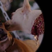 富贵吉娃娃 Beverly Hills Chihuahua