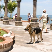富贵吉娃娃 Beverly Hills Chihuahua