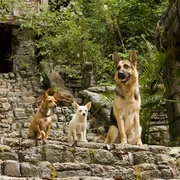 富贵吉娃娃 Beverly Hills Chihuahua