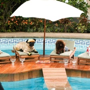 富贵吉娃娃 Beverly Hills Chihuahua