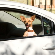 富贵吉娃娃 Beverly Hills Chihuahua