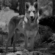 狼拳 Wolf