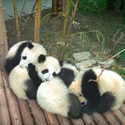 大熊猫 Pandas