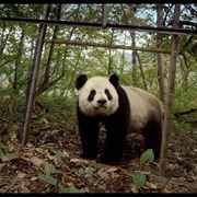 大熊猫 Pandas
