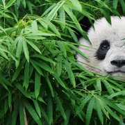 大熊猫 Pandas