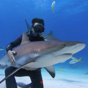 鲨鱼海洋：灭绝 Sharkwater Extinction
