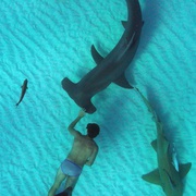 鲨鱼海洋：灭绝 Sharkwater Extinction