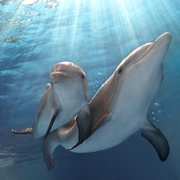 海豚的故事2 Dolphin Tale 2