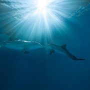 海豚的故事2 Dolphin Tale 2
