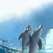 海豚的故事2 Dolphin Tale 2