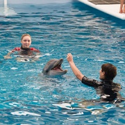 海豚的故事2 Dolphin Tale 2