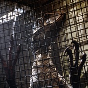 侏罗纪公园3 Jurassic Park III