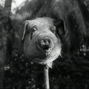 蝇王 Lord of the Flies