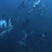 狂野之海 Wild Ocean 3D