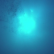 狂野之海 Wild Ocean 3D
