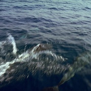 狂野之海 Wild Ocean 3D