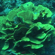 海洋仙境 Ocean Wonderland