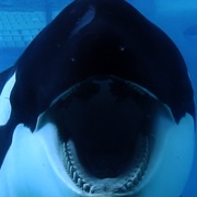 黑鲸 Blackfish