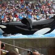 黑鲸 Blackfish