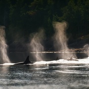 黑鲸 Blackfish