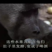 可爱的动物 Animals Are Beautiful People