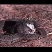 可爱的动物 Animals Are Beautiful People