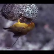 可爱的动物 Animals Are Beautiful People