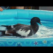 点击查看图片 爱情鸟 Love Birds