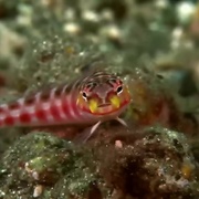 点击查看图片 梦幻珊瑚海:唤醒 Coral Sea Dreaming: Awaken