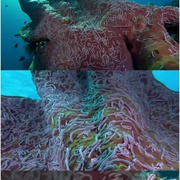 点击查看图片 梦幻珊瑚海:唤醒 Coral Sea Dreaming: Awaken