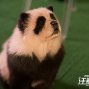 汪星卧底 Show Dogs