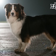 汪星卧底 Show Dogs