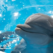 海豚伯尼 Bernie The Dolphin